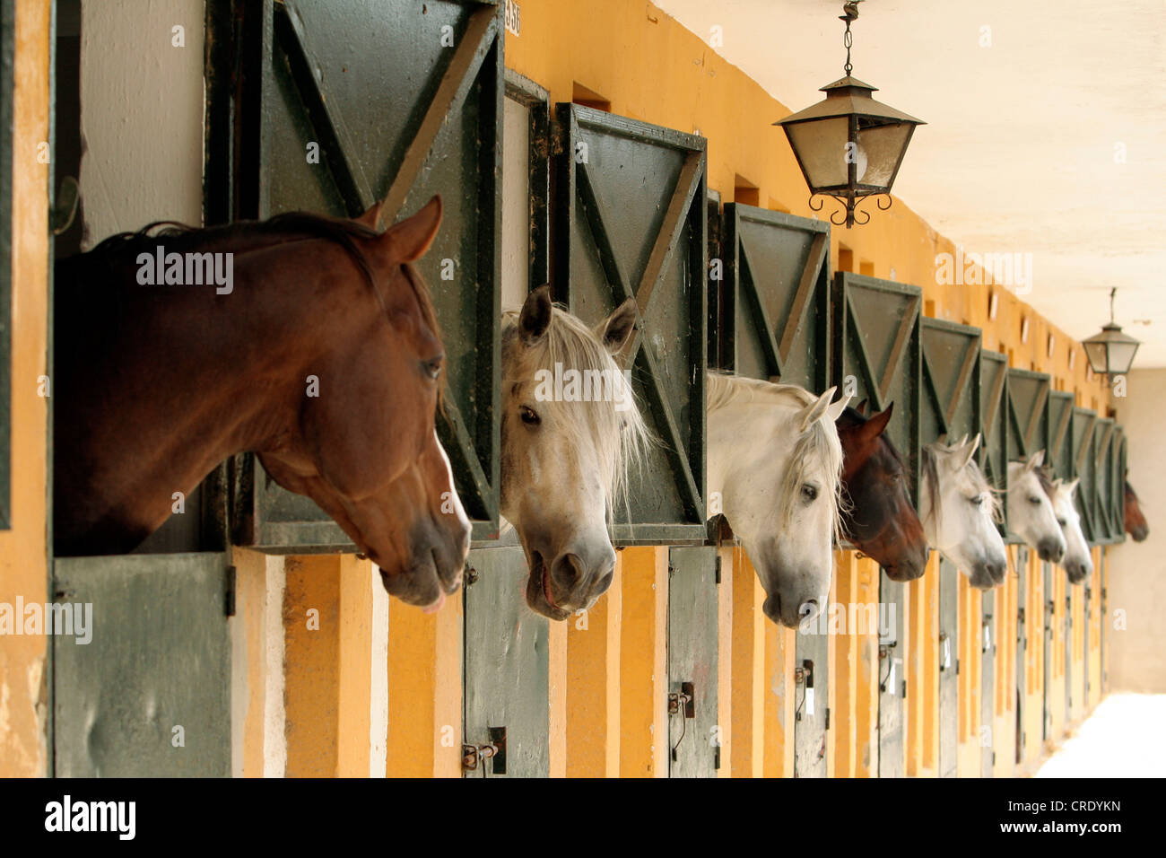 horse stable in Jerez de la Frontera, Spain, Andalusia Stock Photo Alamy