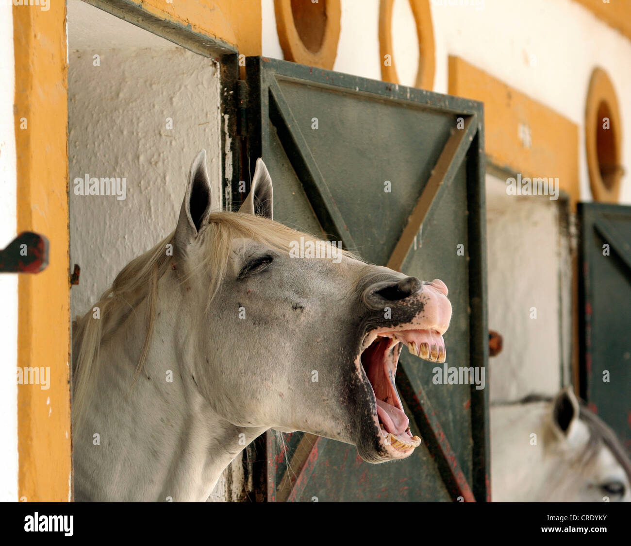 neighing horse in the horse stable of Jerez de la Frontera, Spain, Andalusia Stock Photo