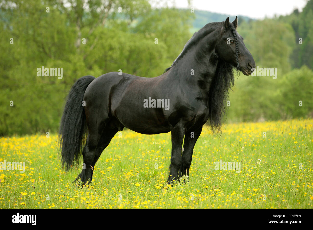 Horse mane braiding hires stock photography and images Alamy