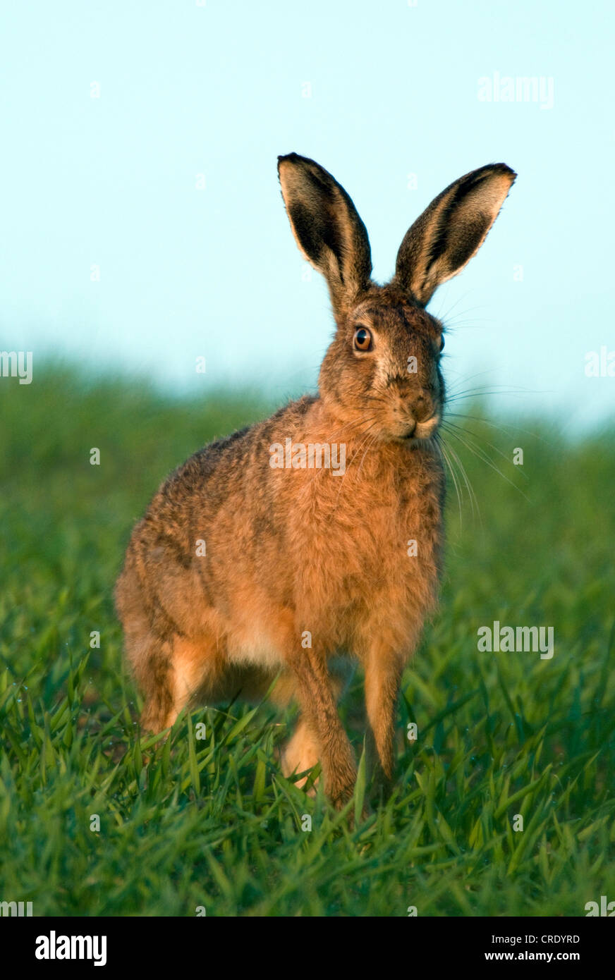 Cape hare, brown hare (Lepus capensis), on meadow, United Kingdom, Scotland, Islay Stock Photo