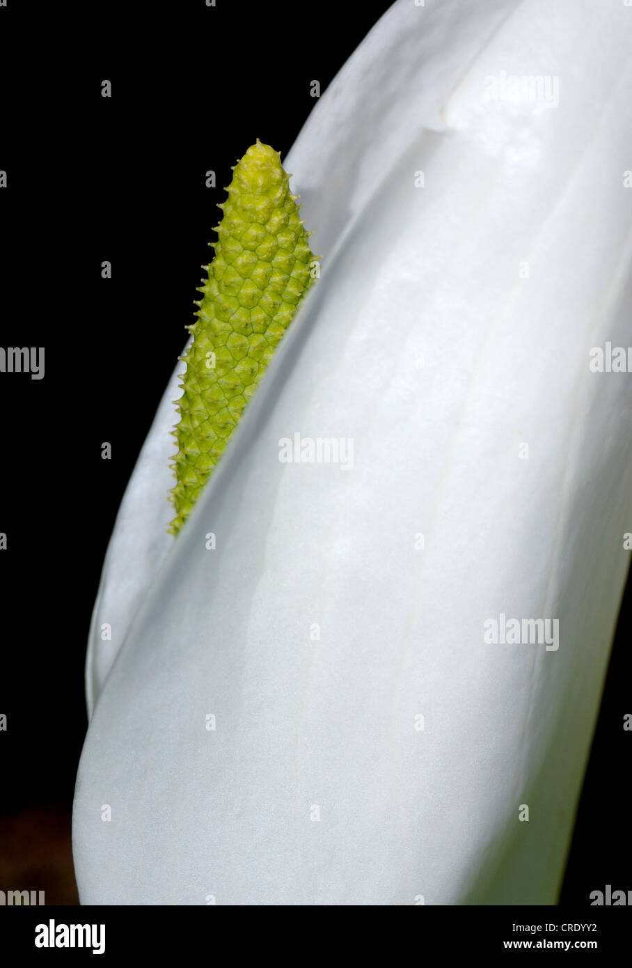 White cabbage, Huge White Spathe (Lysichiton camtschatcensis), spather and inflorescence Stock Photo
