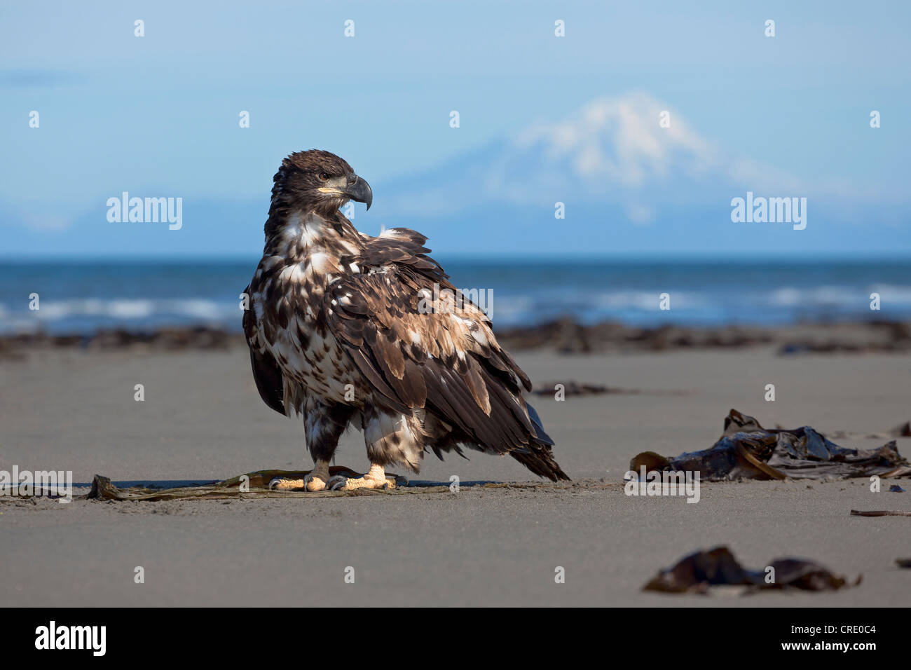 Young Bald Eagle (Haliaeetus leucocephalus) on the beach at Anchor Point on the Cook Inlet, in the distance Stock Photo