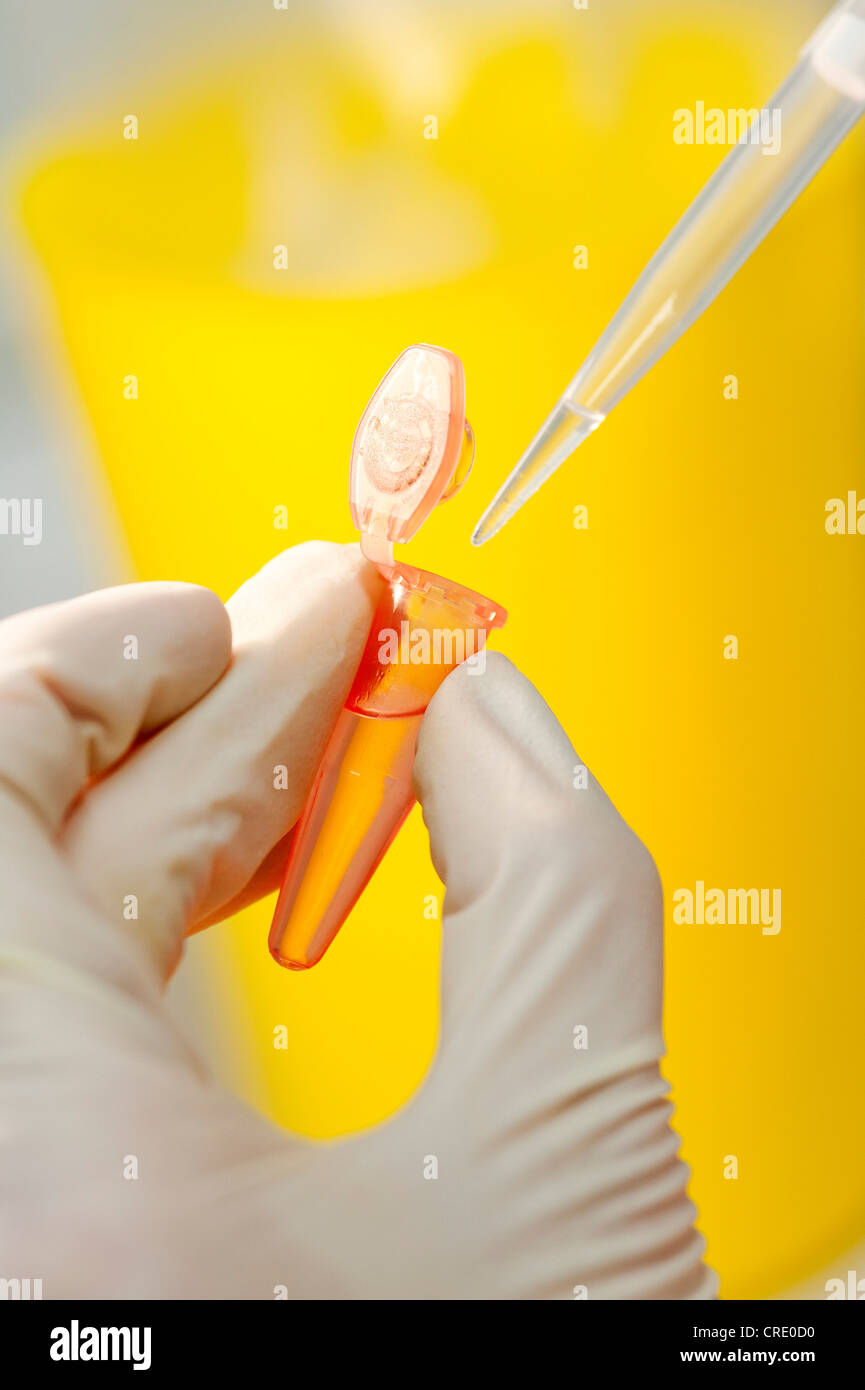 Pipetting samples, Institute for Medical Microbiology, Immunology and Hygiene, Klinikum Rechts der Isar, Munich, Bavaria Stock Photo