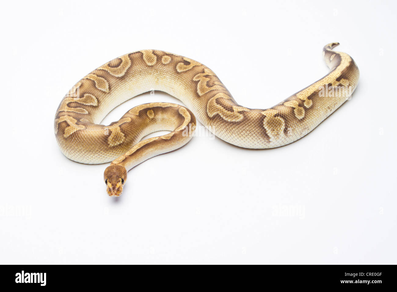 Royal Python (Python regius), Champagne, male Stock Photo Alamy