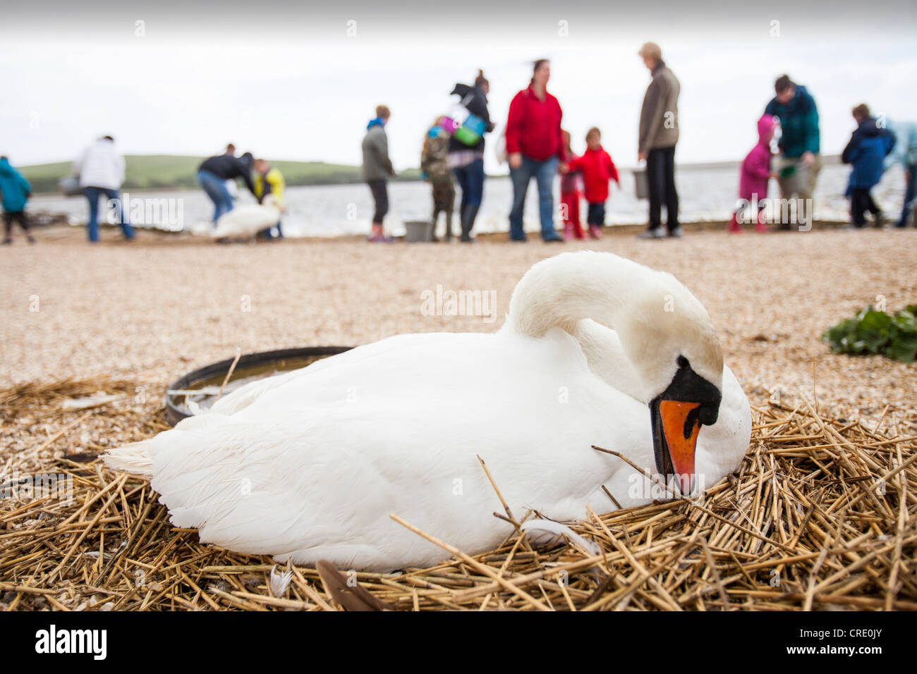 Bird nesting season uk hires stock photography and images Alamy