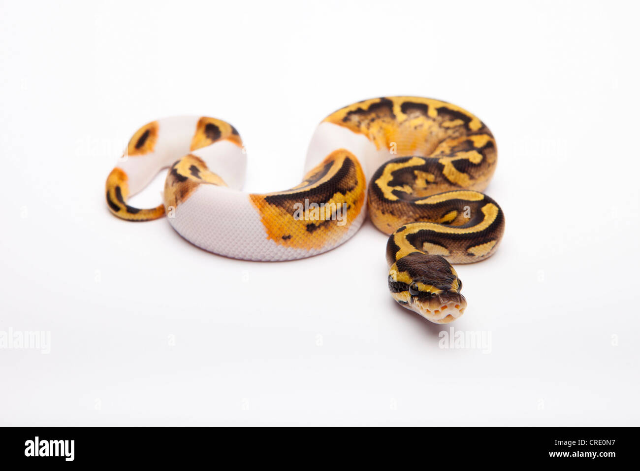 Royal Python (Python regius), Pastel Piebald, female, Willi Obermayer reptile breeding, Austria Stock Photo