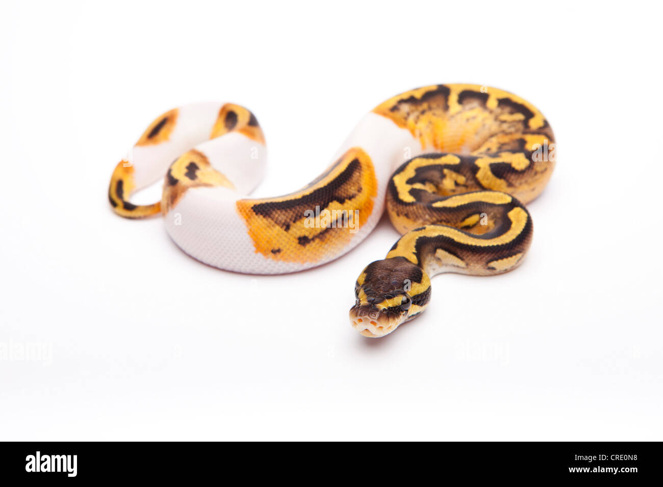 Royal Python (Python regius), Pastel Piebald, female, Willi Obermayer reptile breeding, Austria Stock Photo