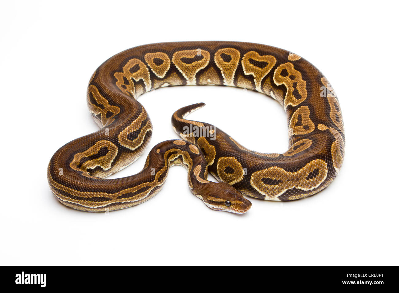 Royal Python (Python regius), Black Pastel, Willi Obermayer reptile breeding, Austria Stock Photo