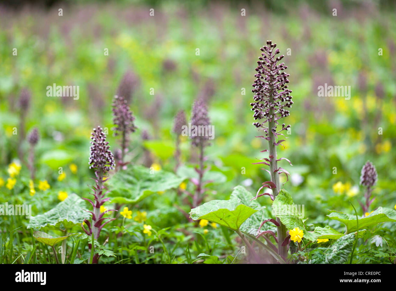 Common Butterbur (Petasites hybridus, Petasites officinalis) in spring in Wutachschlucht gorge near Bonndorf, Black Forest Stock Photo