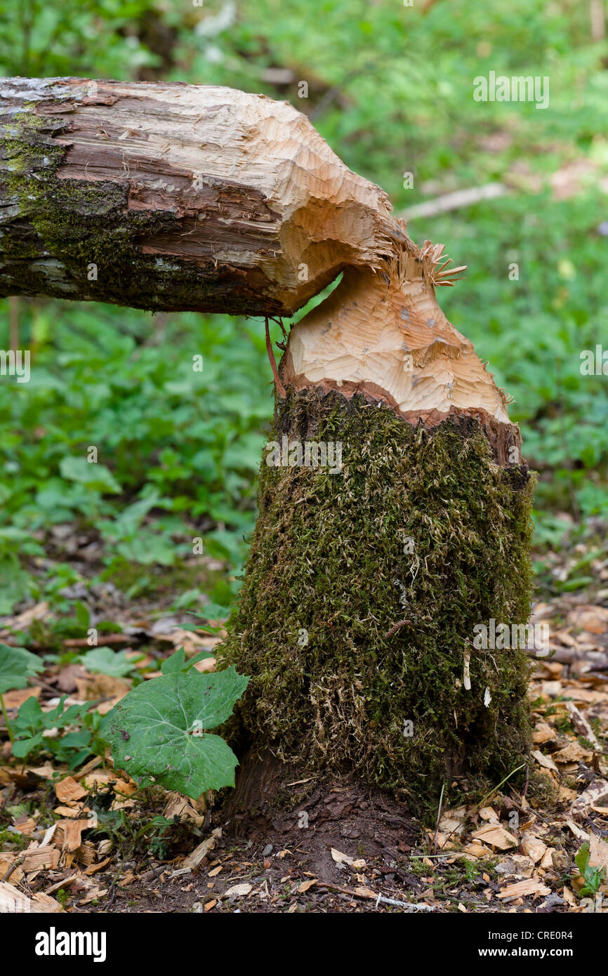 Tree trunk gnawed and felled by a beaver, Wutachschlucht valley, Baden-Wuerttemberg, Germany, Europe Stock Photo