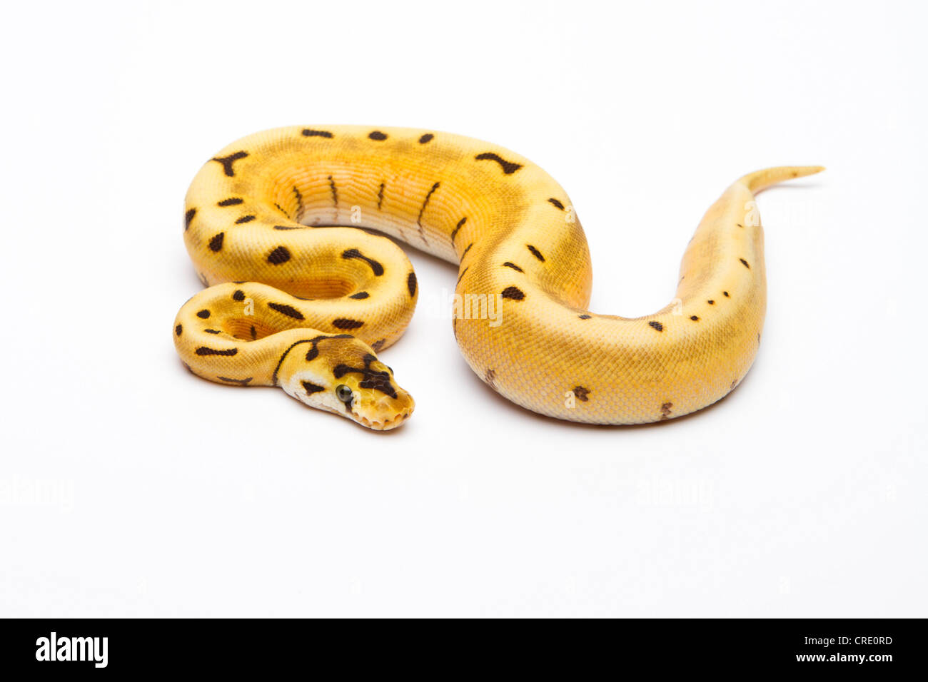 Tiger pythons hi-res stock photography and images - Alamy