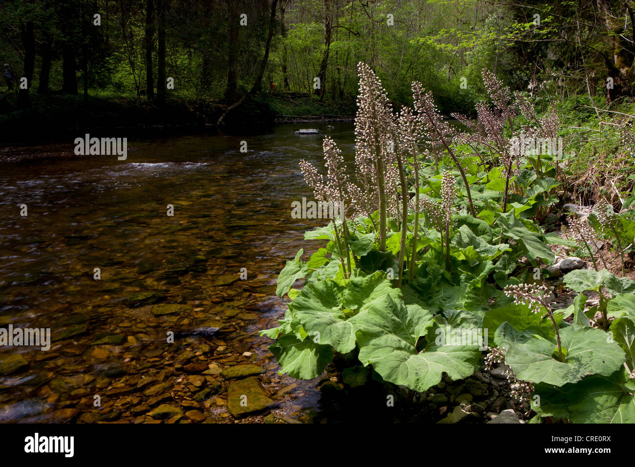Butterbur (Petasites) in the Wutachschlucht gorge in the Black Forest, Baden-Wuerttemberg, Germany, Europe Stock Photo