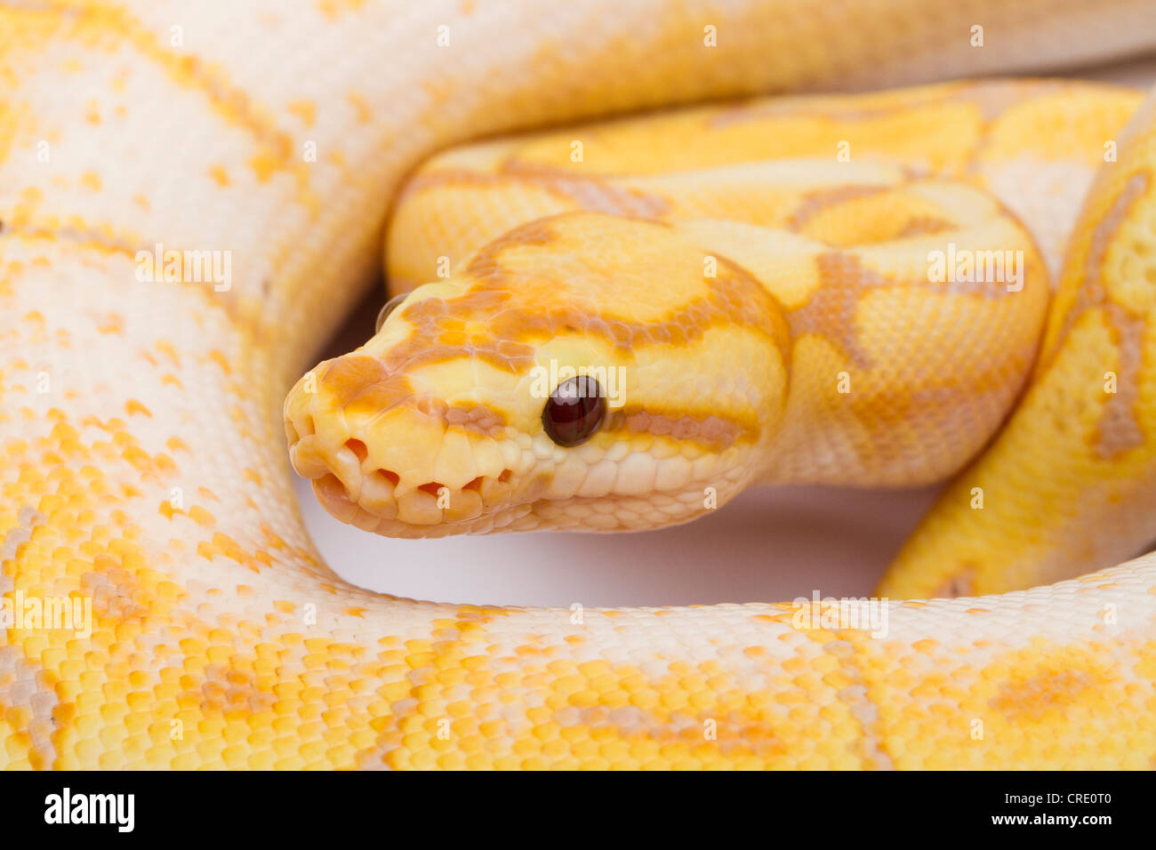 Royal Python (Python regius), Spider CG, male, Willi Obermayer reptile breeding, Austria Stock Photo