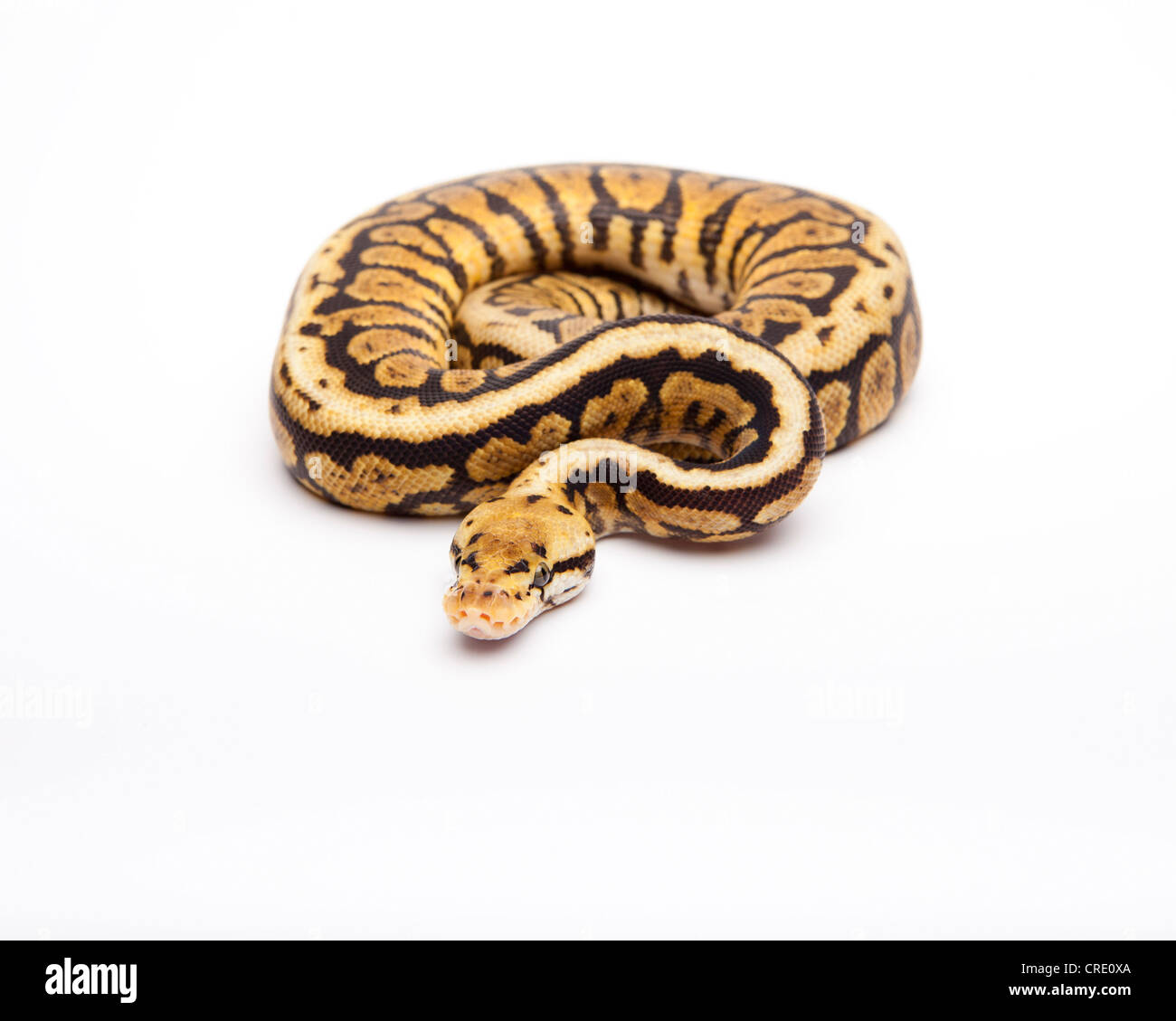 Royal python (Python regius), Powerball, male, reptile breeder Willi Obermayer, Austria Stock Photo
