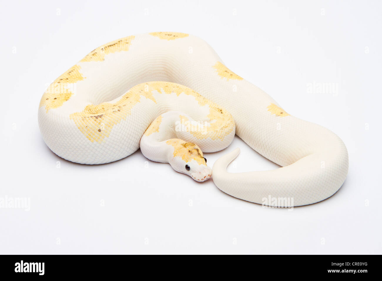 Royal python (Python regius), Paradox Super Fire, male, reptile breeder