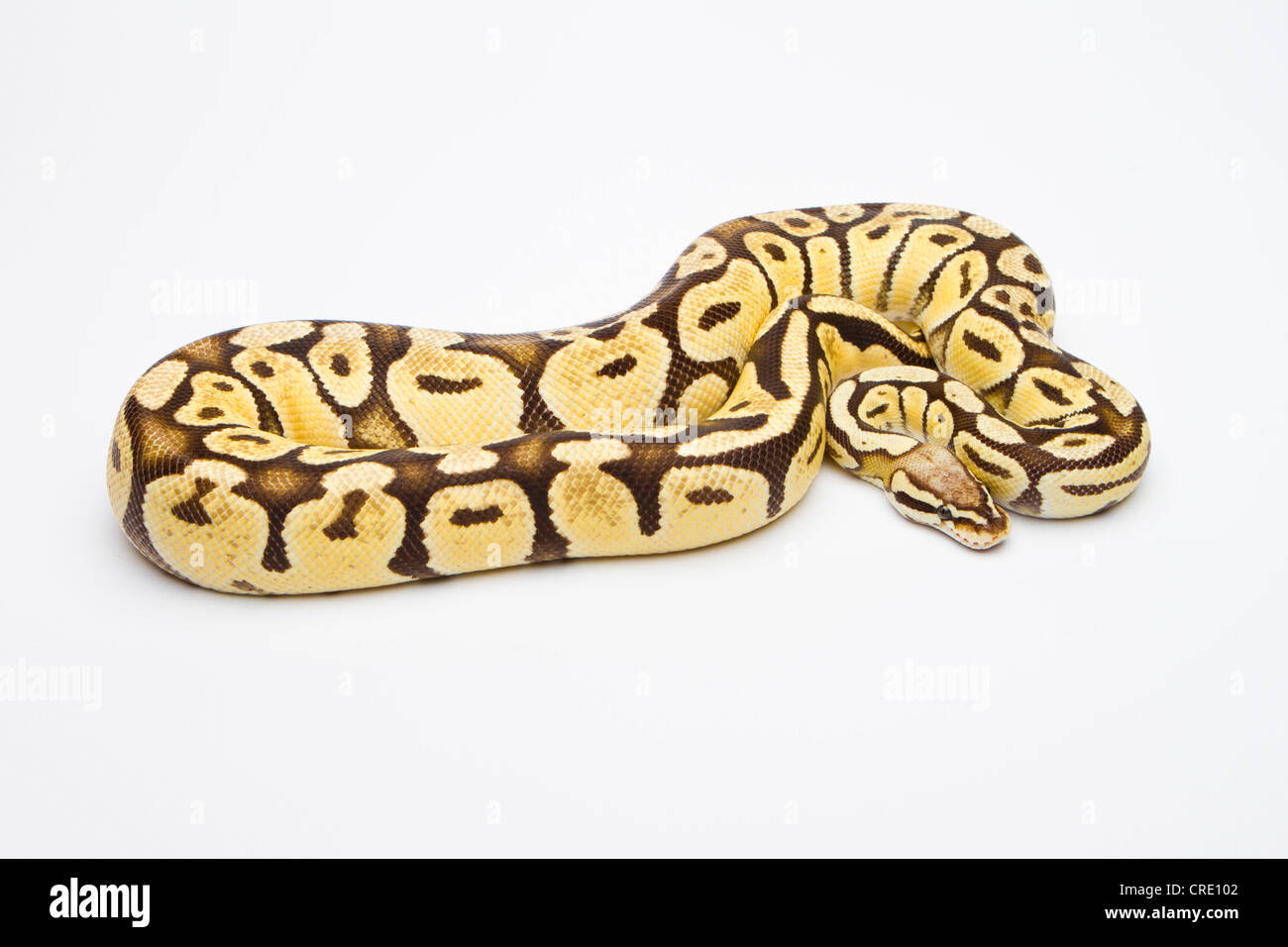 Royal python (Python regius), Super Pastell Vanilla, female, reptile breeder Willi Obermayer, Austria Stock Photo