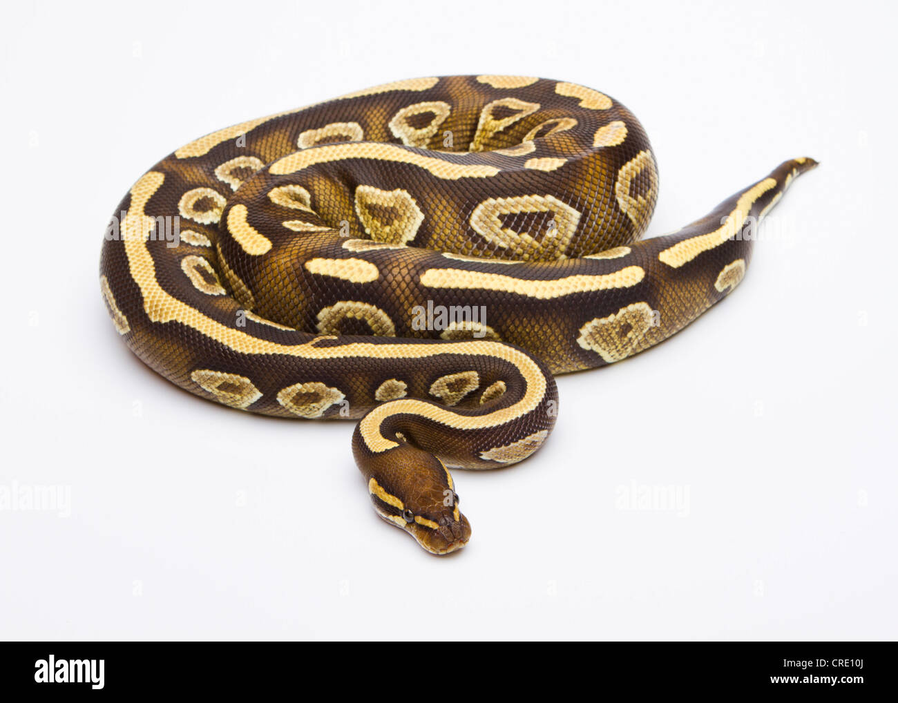 Python regius pythons Cut Out Stock Images & Pictures - Alamy