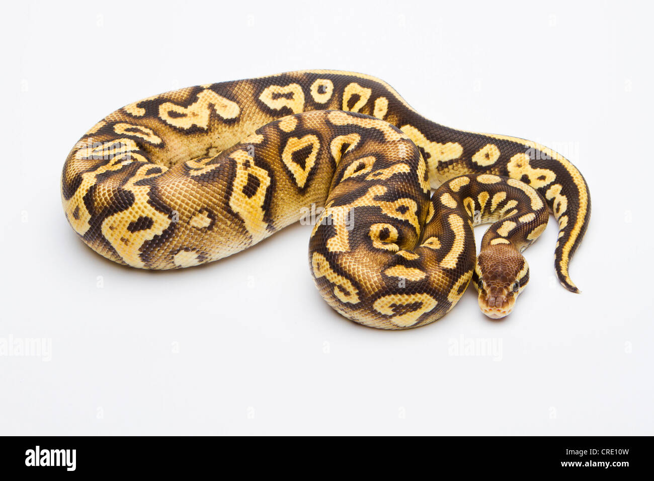 Royal python (Python regius), Pastel Phantom Yellow Belly, female, reptile breeder Willi Obermayer, Austria Stock Photo
