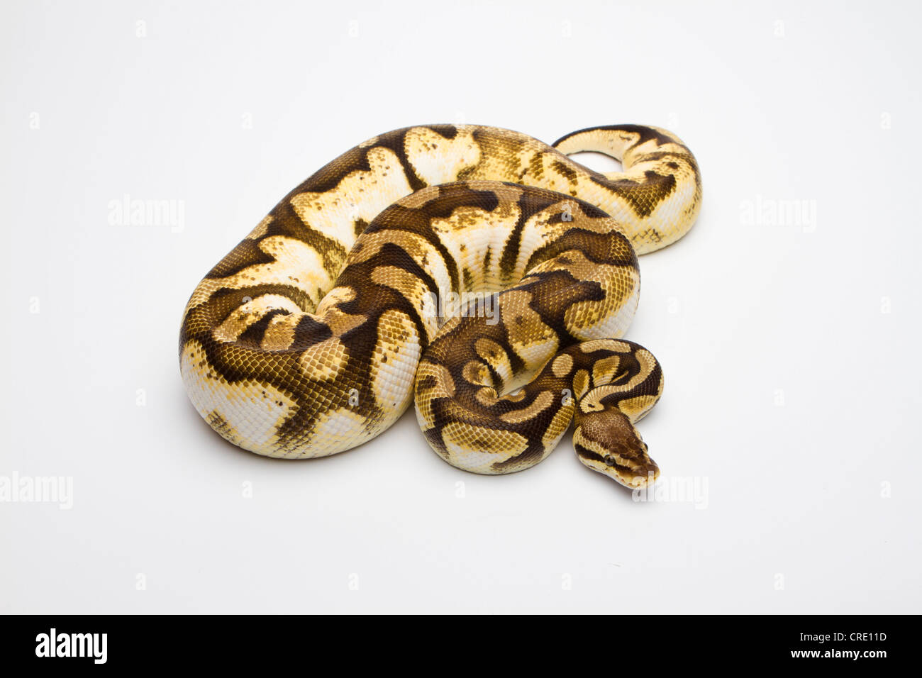 Royal python (Python regius), Pastel Sugar, female, reptile breeder Willi Obermayer, Austria Stock Photo