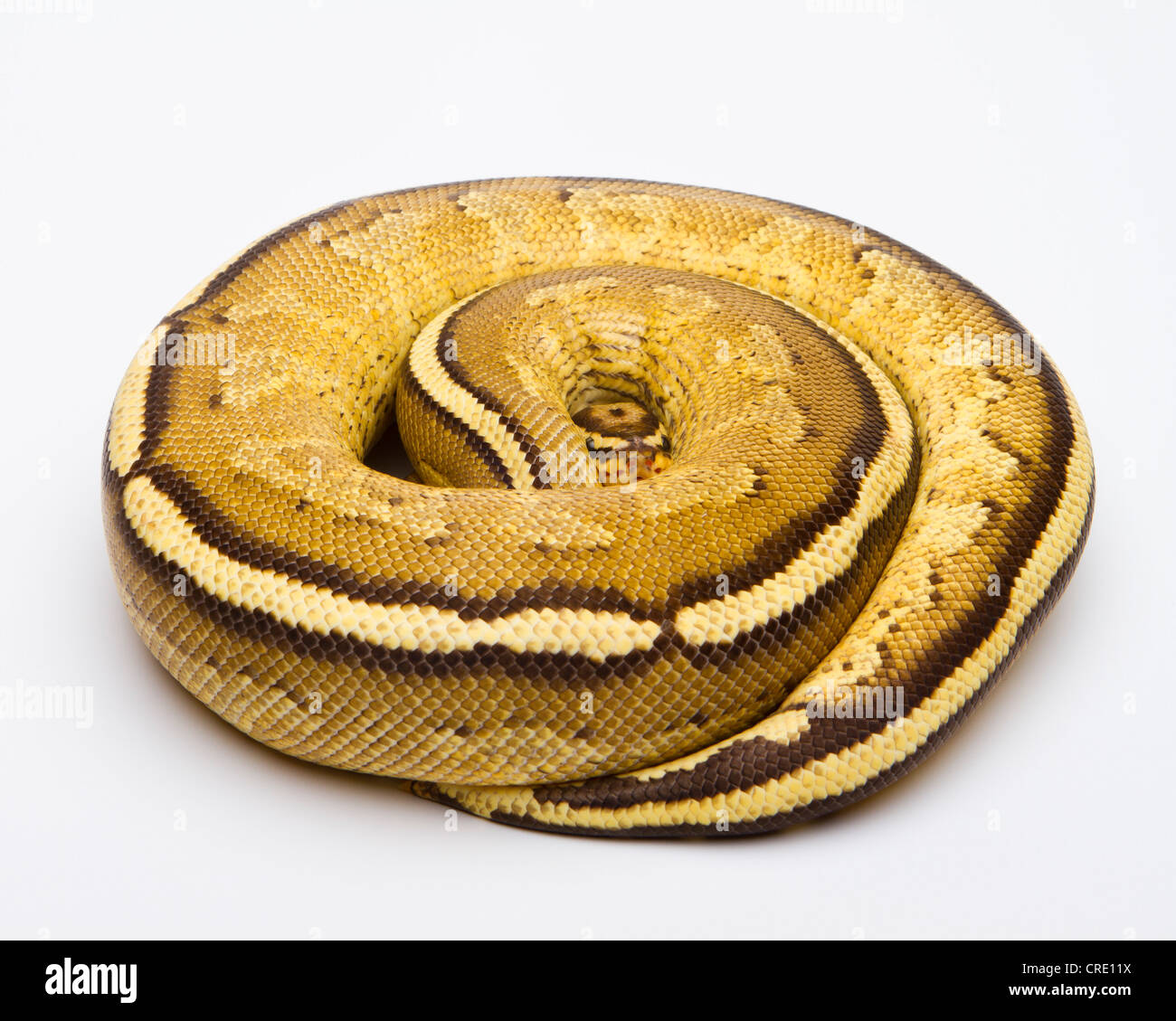 Royal python (Python regius), Superstripe, male, reptile breeder Willi Obermayer, Austria Stock Photo