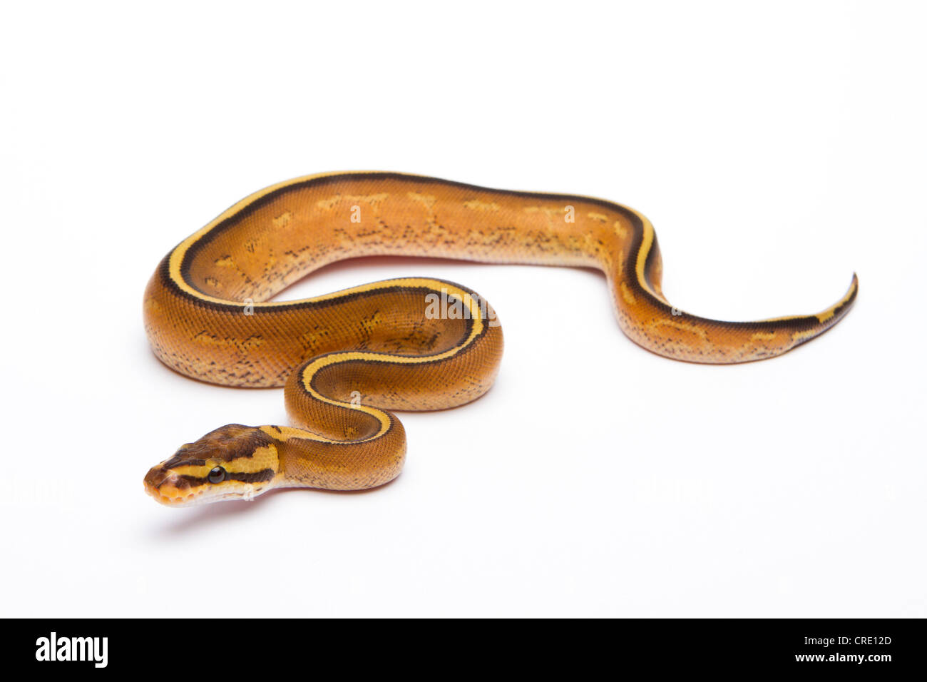 Royal python (Python regius), Superstripe, male, reptile breeder Willi Obermayer, Austria Stock Photo