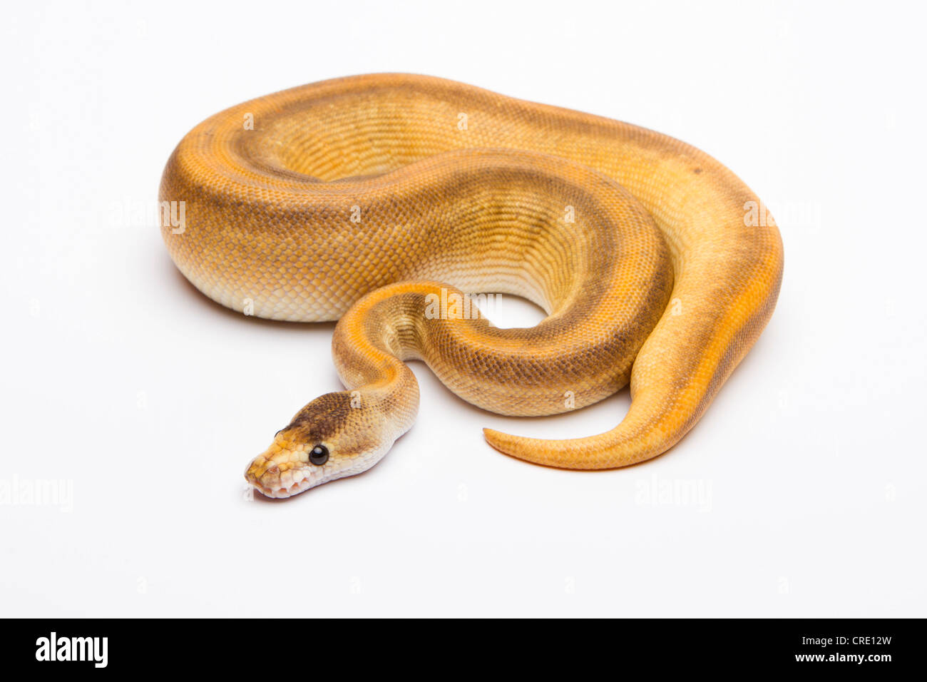 Royal python (Python regius), Champagne Cinnamon, female, reptile breeder Willi Obermayer, Austria Stock Photo