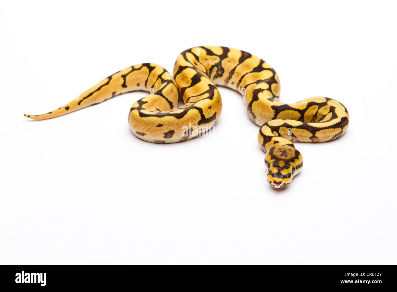 Royal python (Python regius) Spider Phantom Yellow Belly, male, reptile  breeder Willi Obermayer, Austria Stock Photo - Alamy