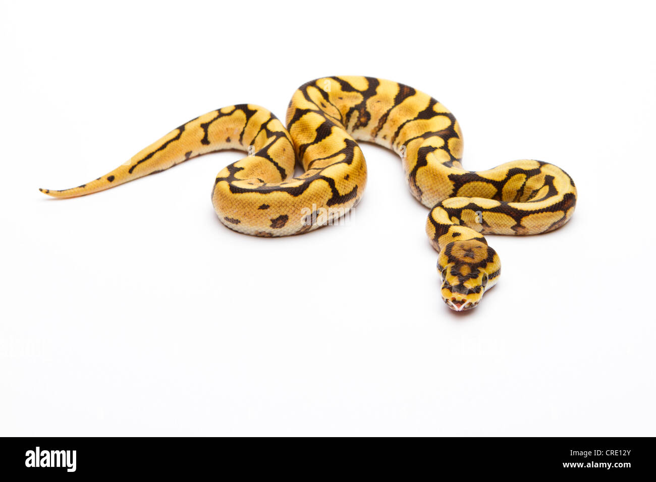 Royal python (Python regius) Spider Phantom Yellow Belly, male, reptile ...