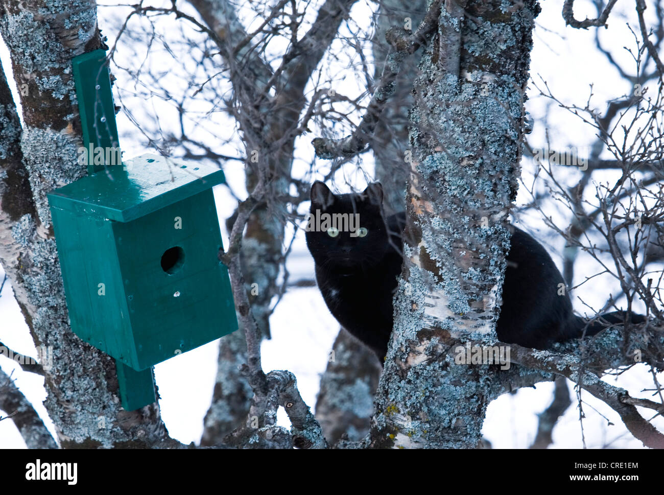domestic cat, house cat (Felis silvestris f. catus), black cat sitting in front of a nesting box on a tree, Norway, Troms Stock Photo