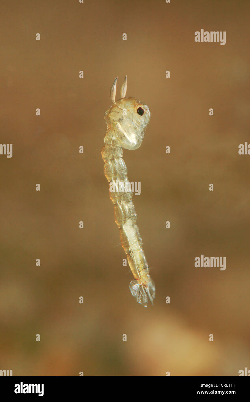 Phantom midge (Chaoborus spec.), insect larvae floating in water, Germany, Bavaria Stock Photo