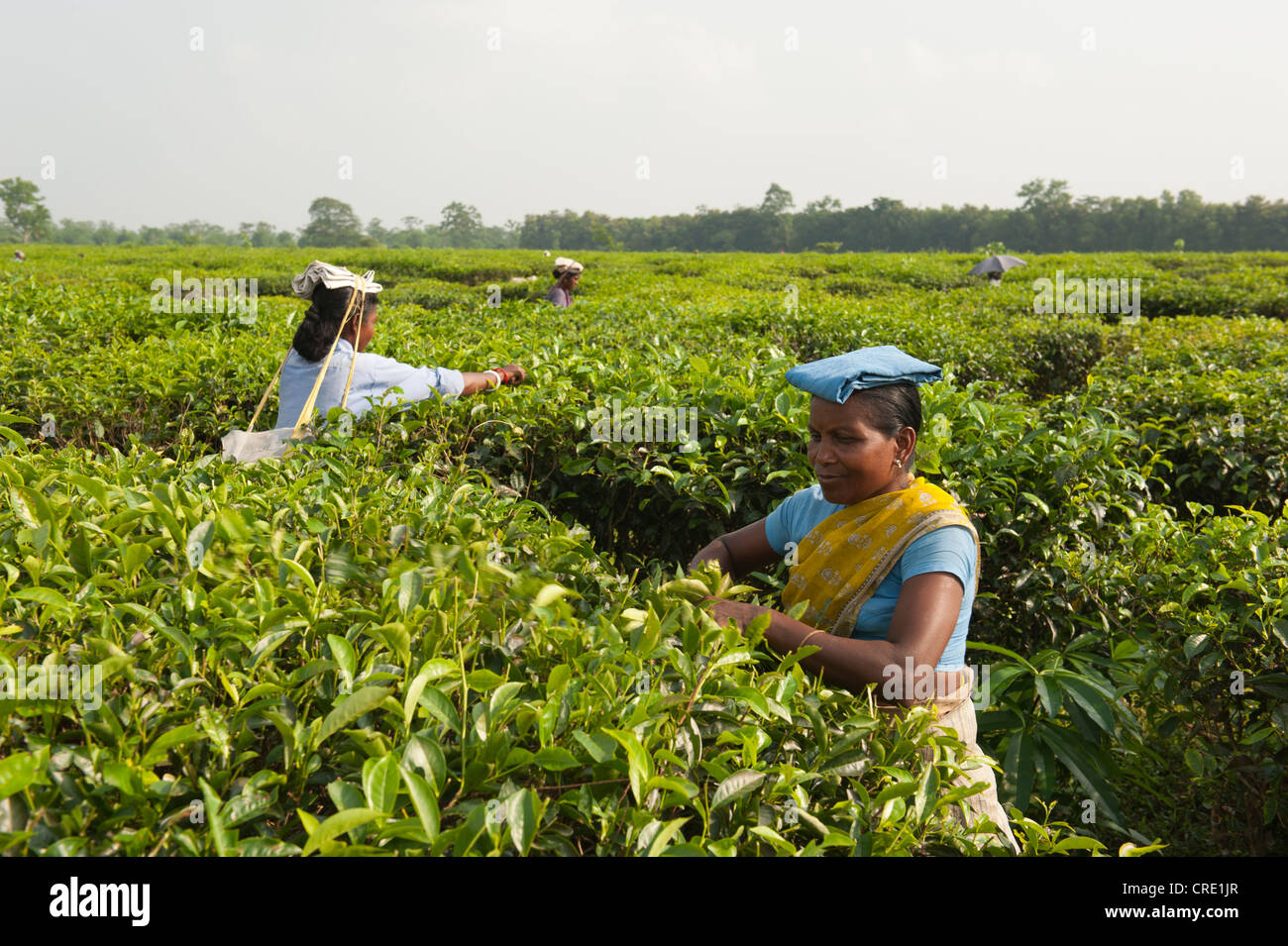 Tea pickers at work, near Darjeeling, West Bengal, India, South Asia, Asia Stock Photo