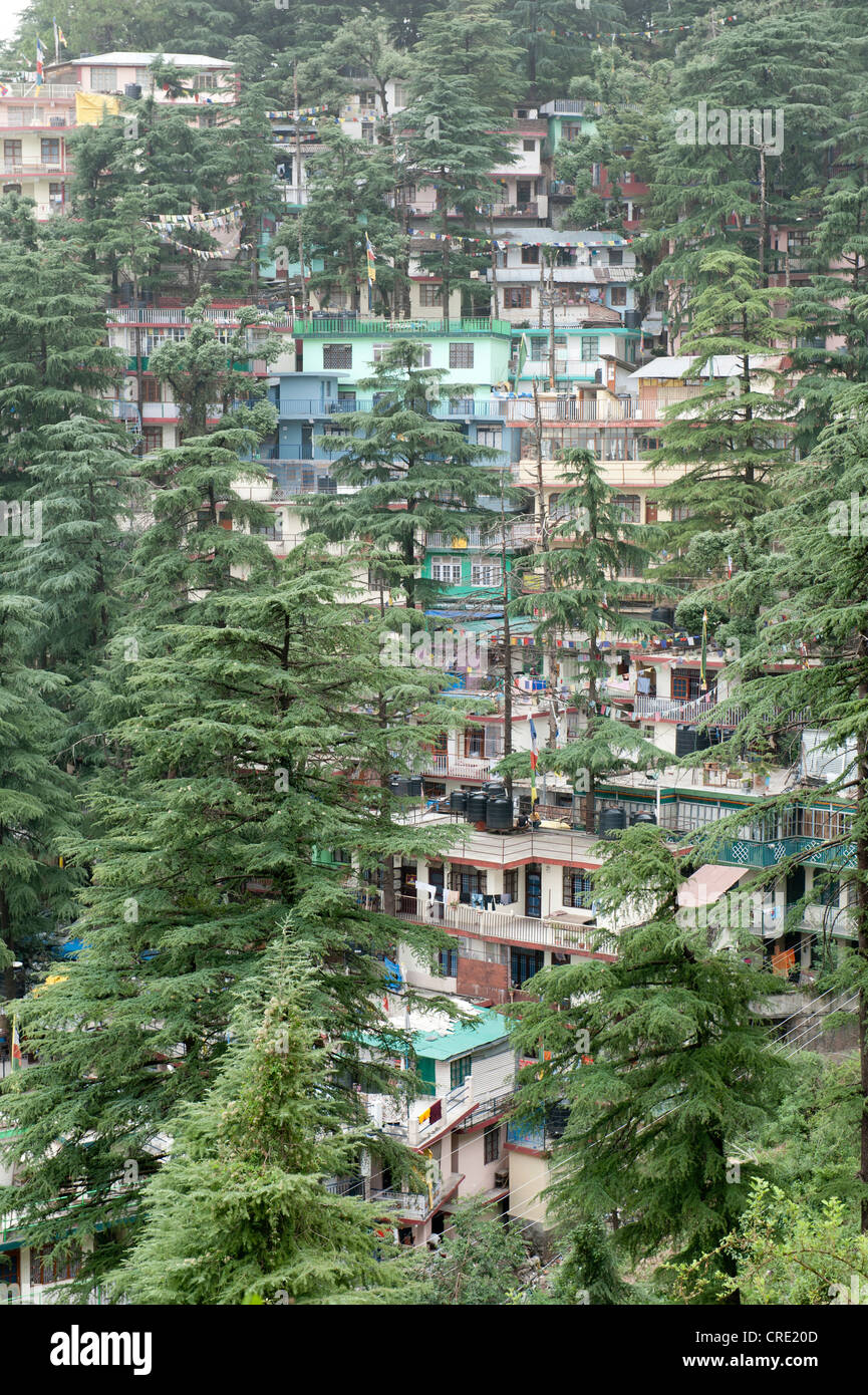 Houses and trees, cedar trees, Upper Dharamsala, McLeod Ganj, Himachal Pradesh, Himalayas, India, South Asia, Asia Stock Photo