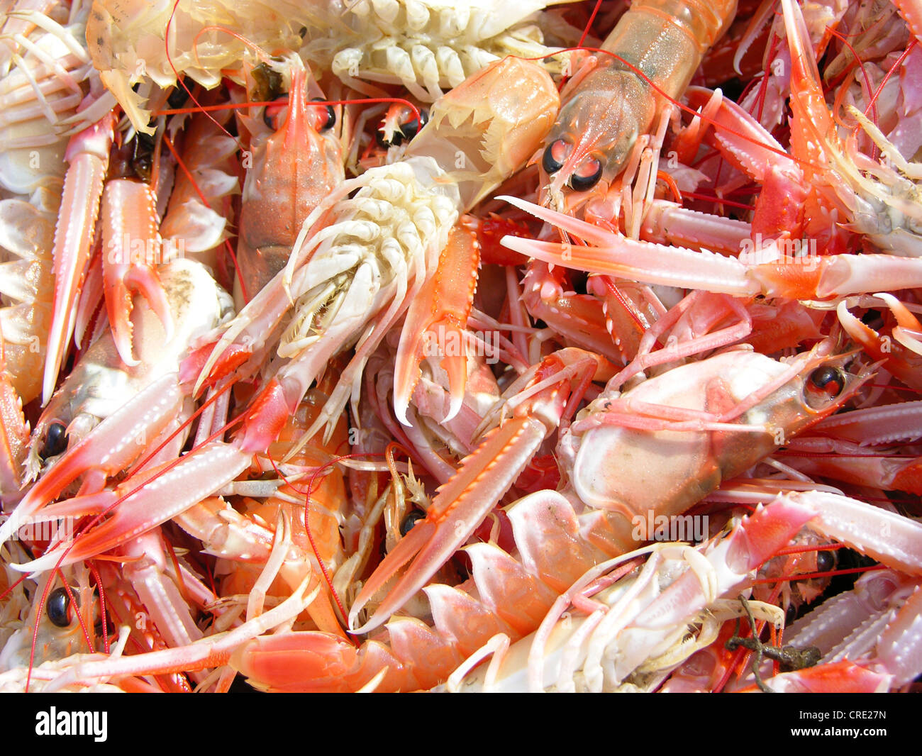 common shrimp, common European shrimp (brown shrimp) (Crangon crangon), shrimps at the market, United Kingdom, Scotland, Isle Of Skye, Portree Stock Photo