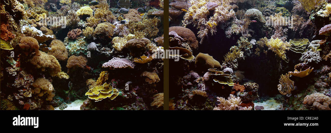coral reef aquarium on display at Oceanario de Lisboa, Portugal, Lisbon Stock Photo