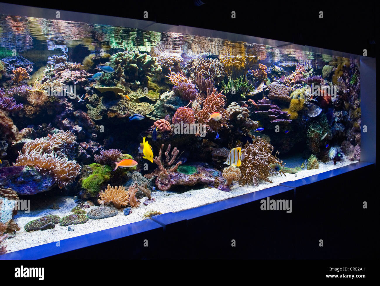 Tropical coral reef aquarium with small fishes, corals and other invertebrates, Portugal, Lisbon Stock Photo