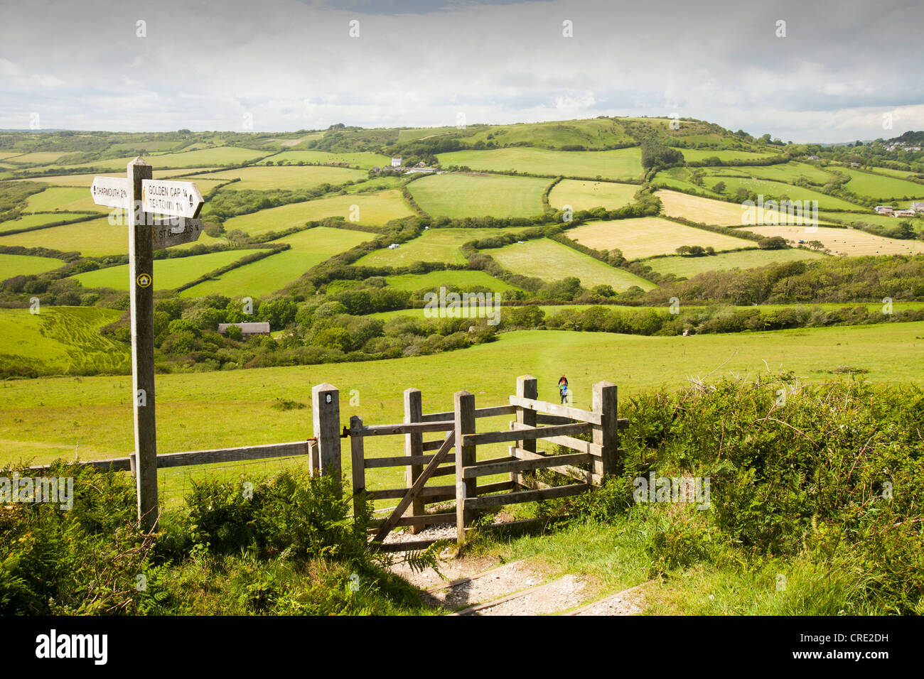 A section of the South West Coast Path near Charmouth in Dorset, UK, with typical Dorset rolling countryside. Stock Photo