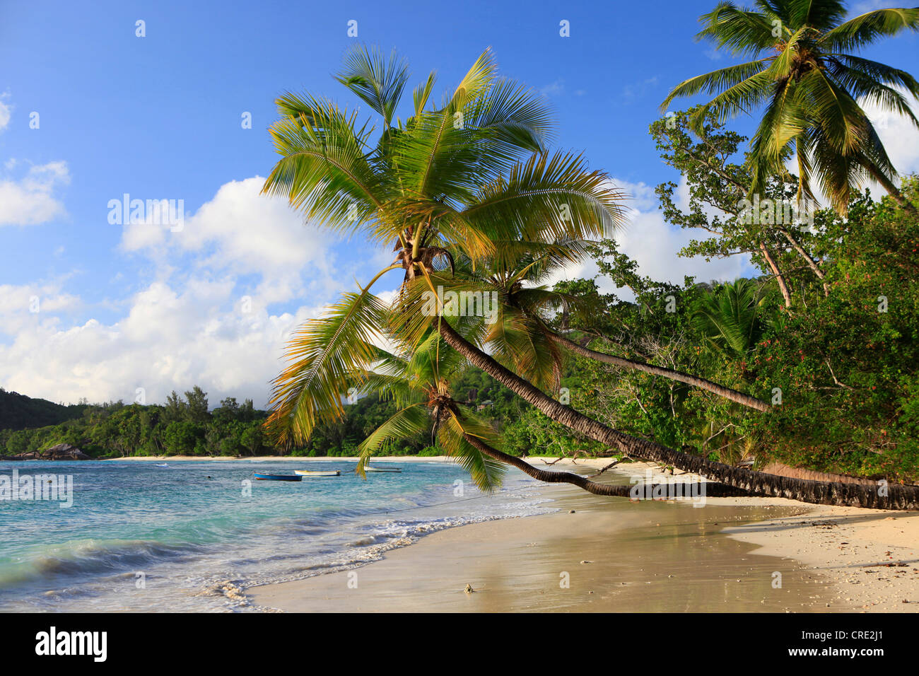 Coconut palms (Cocos nucifera) at Baie Lazare, Mahe island, Seychelles, Africa, Indian Ocean Stock Photo