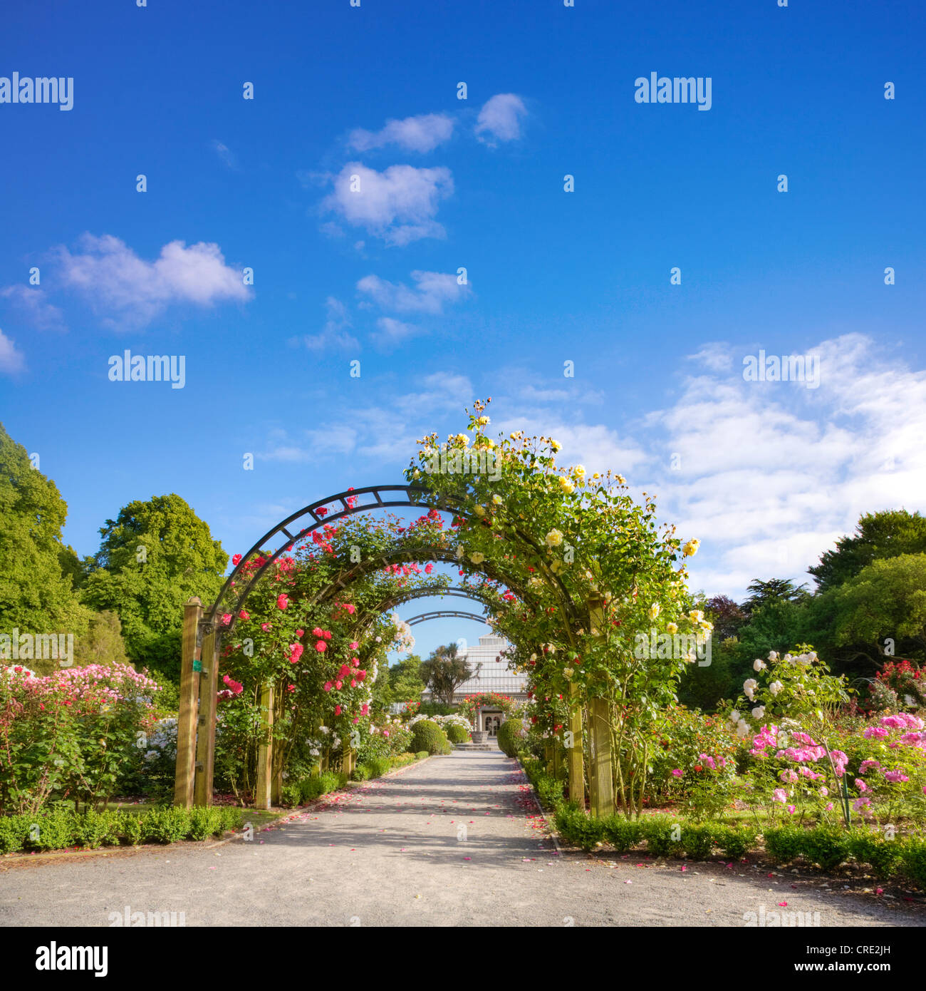 The rose garden in summer, Hagley Park, Christchurch, New Zealand Stock Photo Alamy