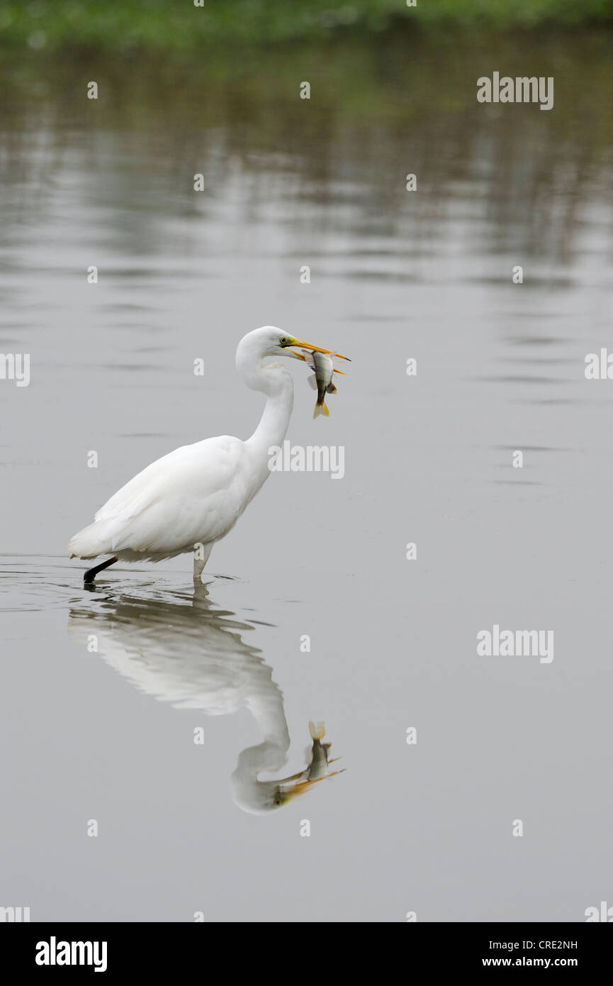 Great Egret (Casmerodius albus) catching a perch fish, Flachsee, Rottenschwil, Switzerland, Europe Stock Photo