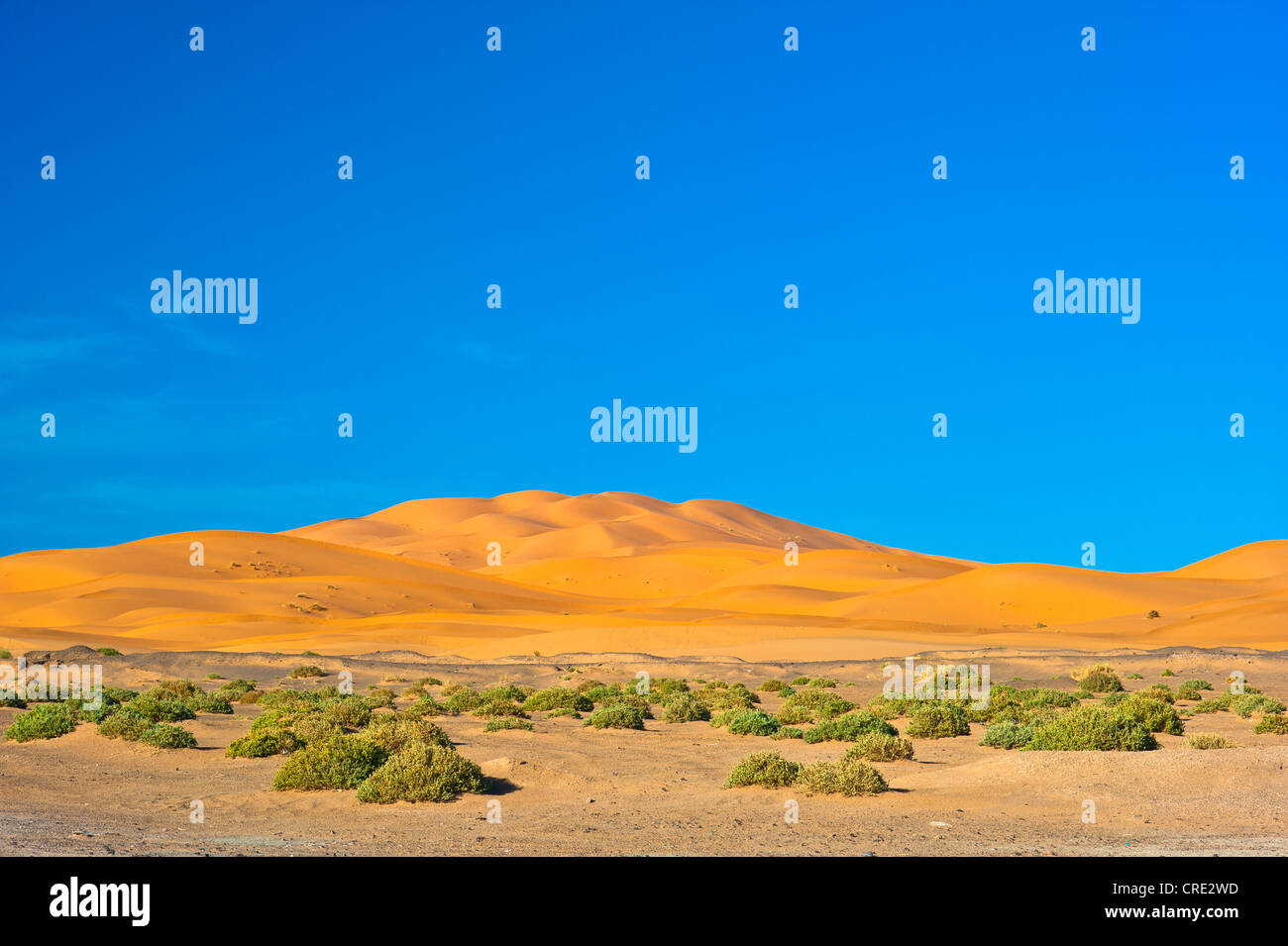 Sand dunes of Erg Chebbi, cushion plants in the foreground, Sahara, southern Morocco, Africa Stock Photo