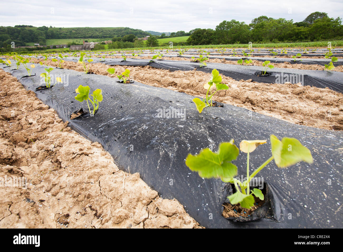 Courgettes growing at Washingpool farm in Bridport, Dorset. The Farm