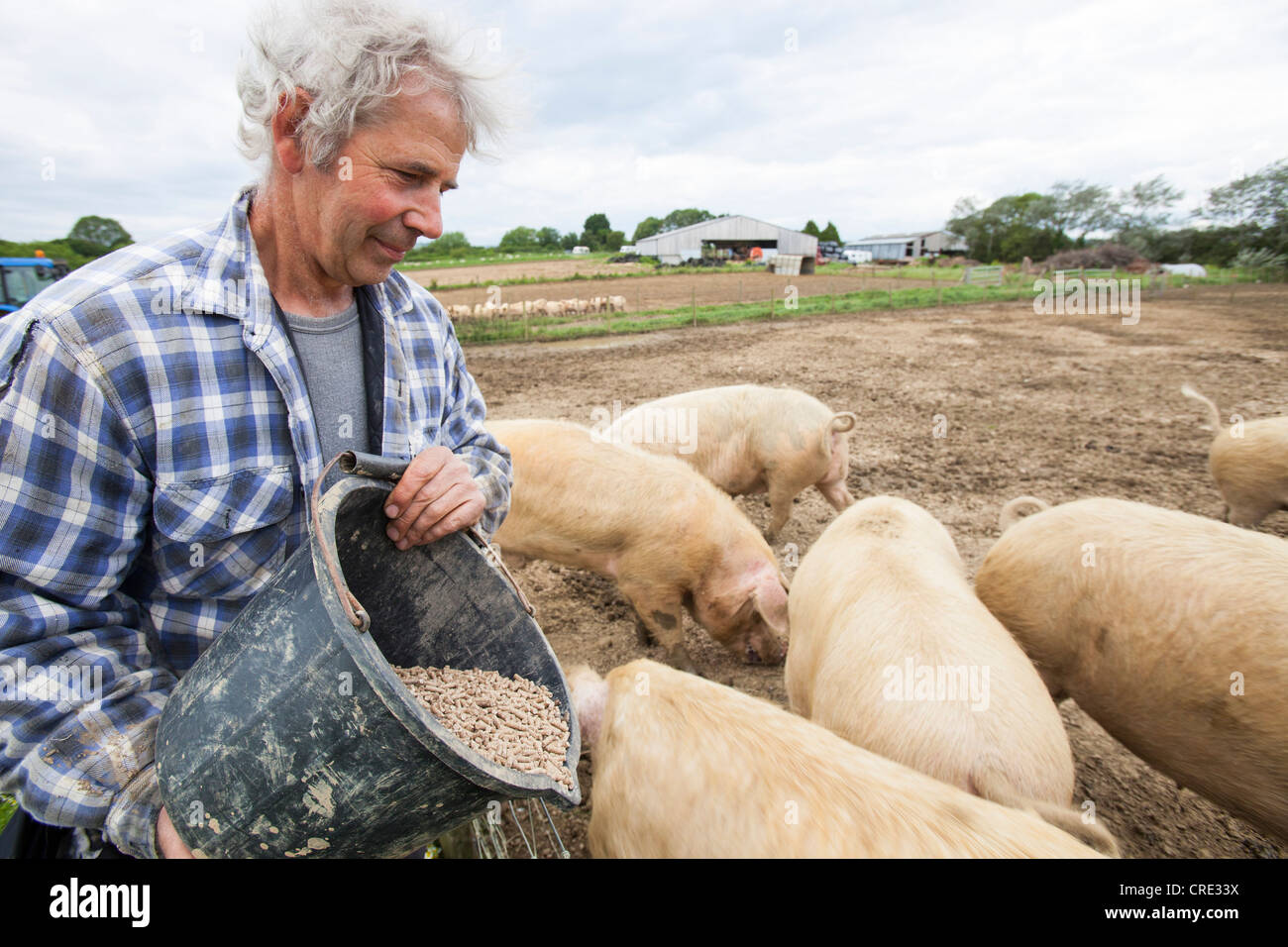 A farmer feeding organic Middle white pigs at Washingpool farm in