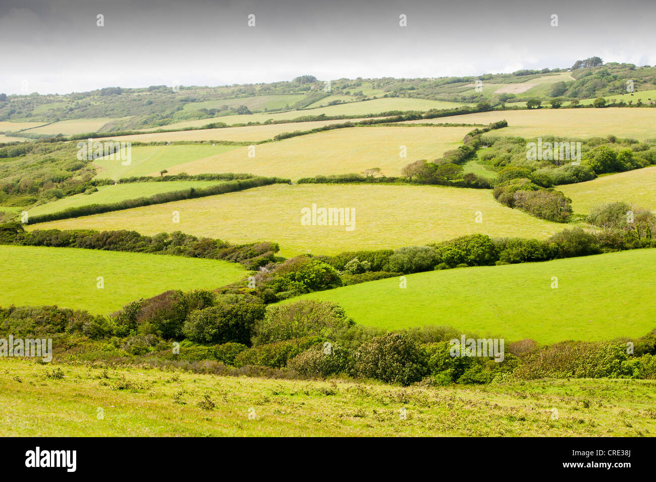 Old field boundaries and traditional countryside on the Dorset coast near Charmouth, UK. Stock Photo
