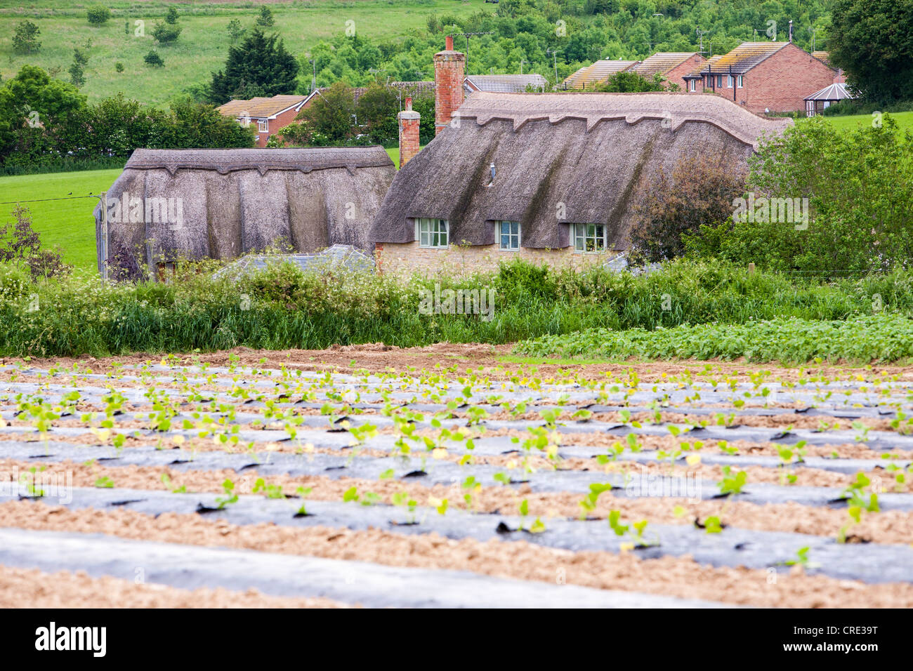 Washingpool farm in Bridport, Dorset. The farm grows fruit, salad and
