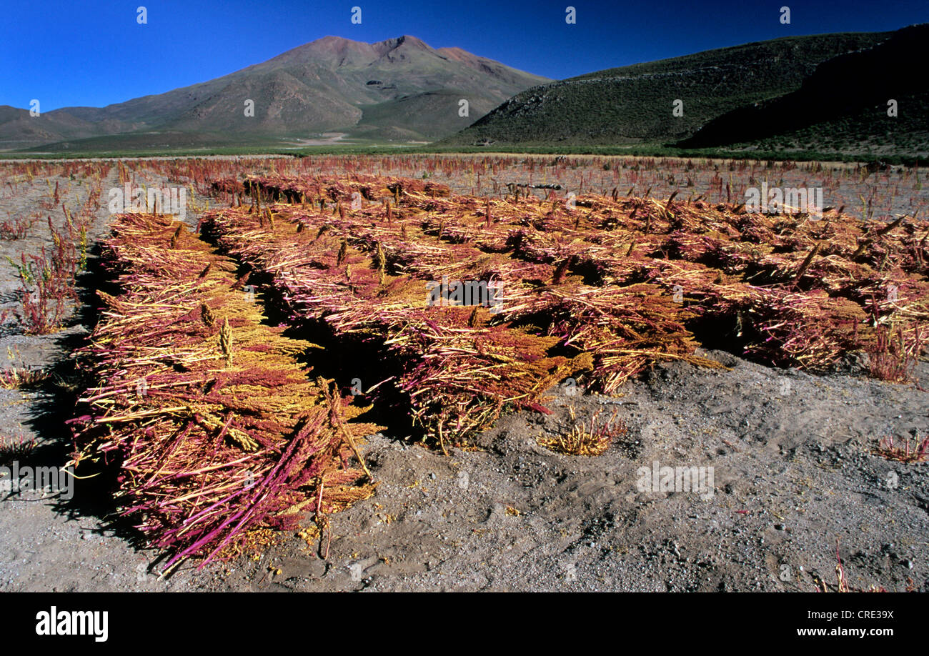 quinoa (Chenopodium quinoa), quinoa field near San Juan del Rosario at Salar de Chiguana, Bolivia Stock Photo