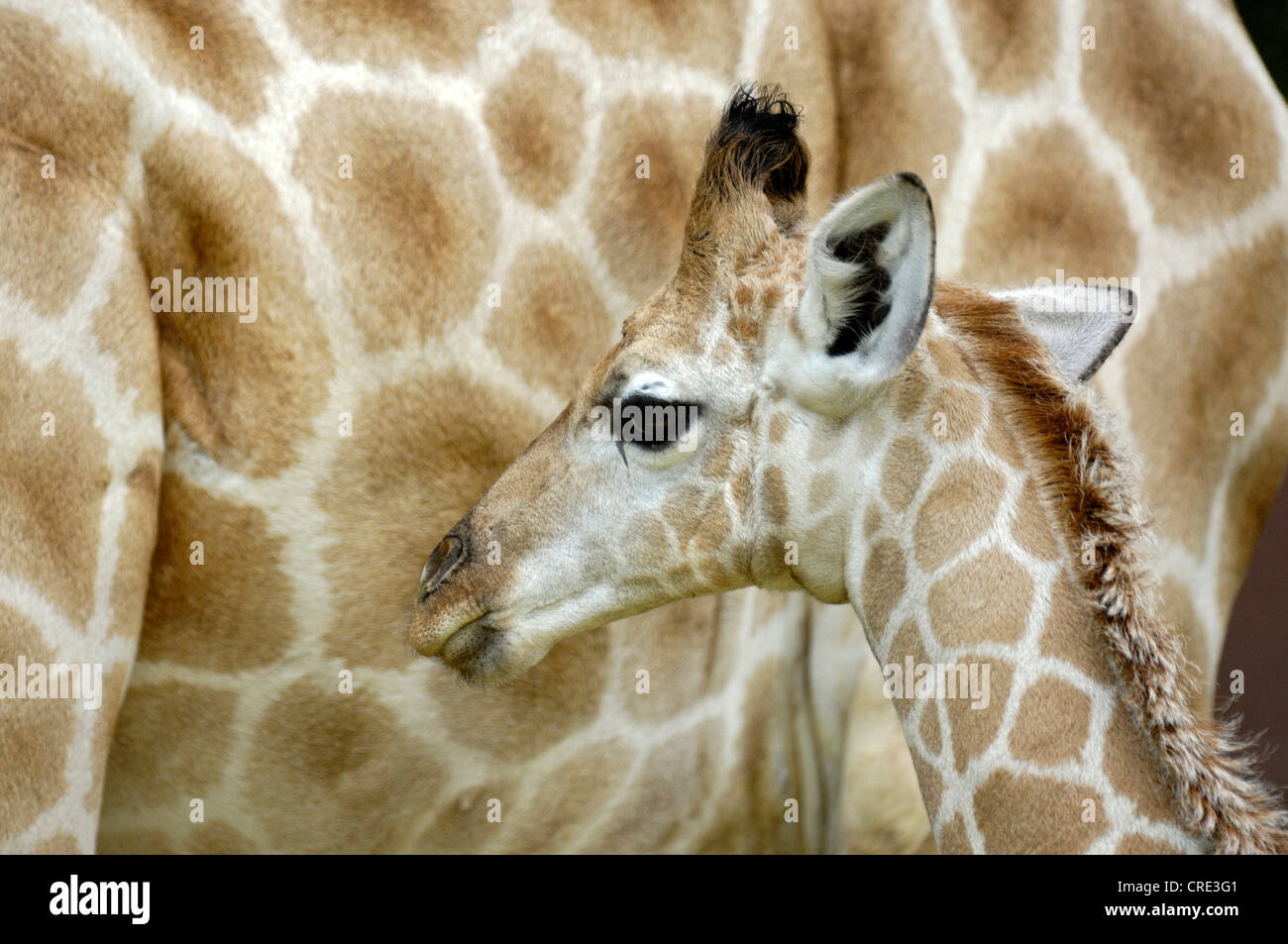 Angolan giraffe, Smoky giraffe (Giraffa camelopardalis angolensis), young with mother Stock Photo