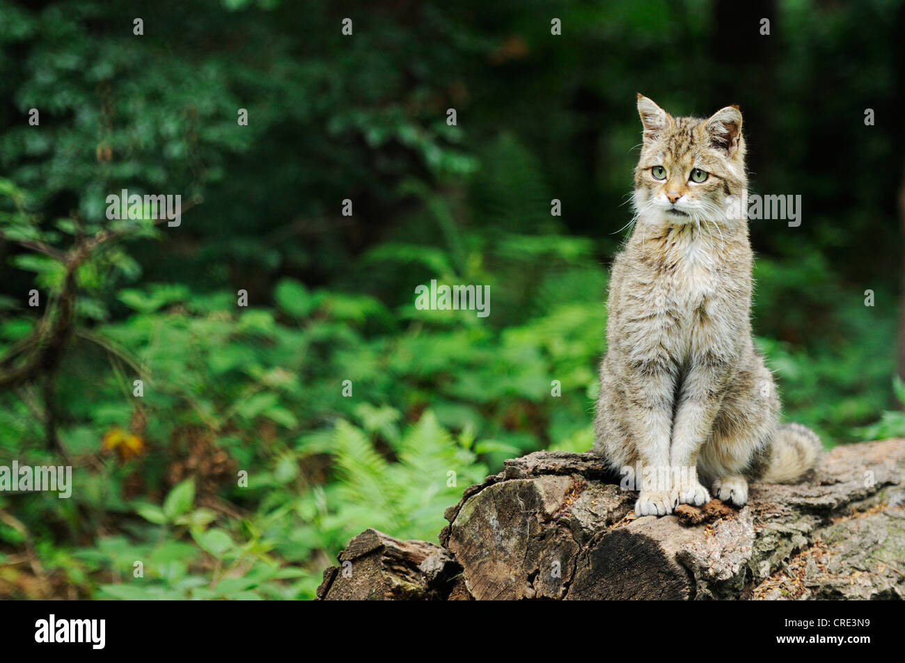 European Tree Cat European Wildcat or Wild Cat (Felis silvestris silvestris), perched on ...