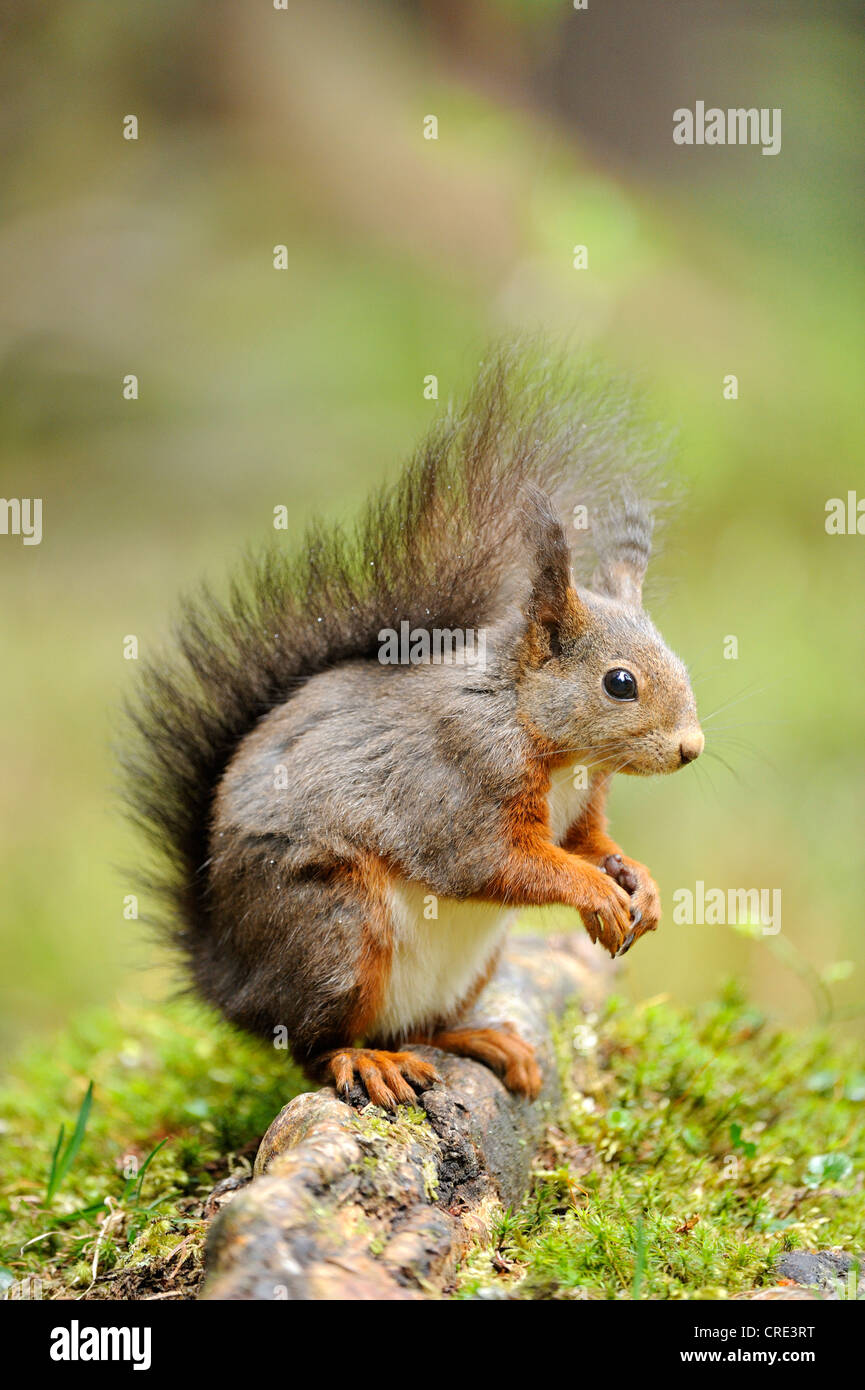 Root Squirrel Squirrel (Sciurus vulgaris), sitting on a root Stock Photo - Alamy