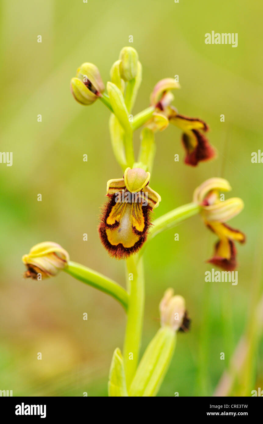 Mirror Orchid (Ophrys speculum) Stock Photo