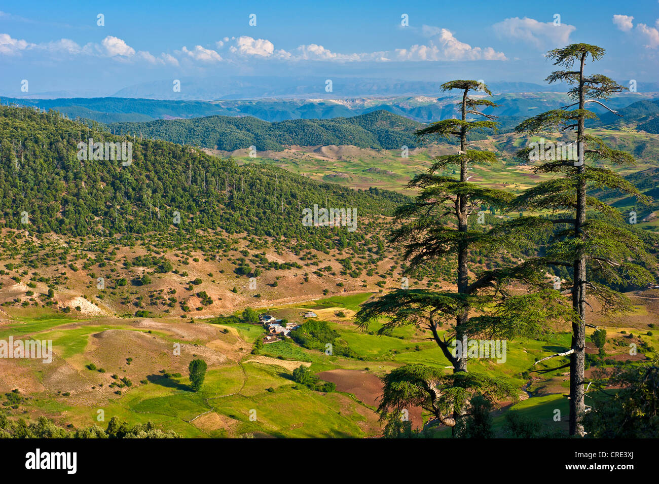 Middle Atlas Mountain landscape with cedars and small settlements, Middle Atlas ...